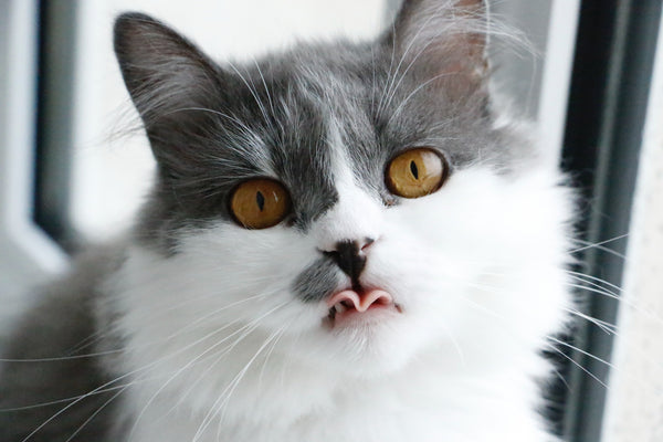 Can Dogs or Cats On Medication Take Hemp Oil?