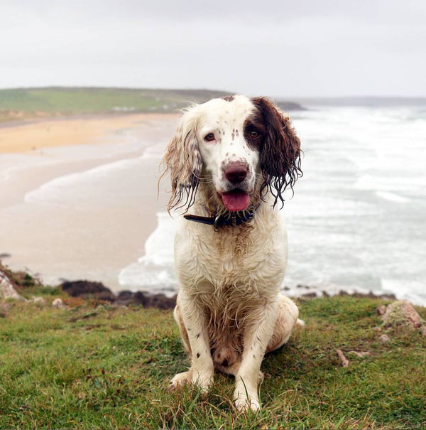Full Spectrum Hemp Oil for Dogs with seizures and anxiety: What Is It and What Does It Do?