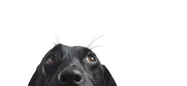 Calming Treats. CBD treats for dogs and cats. Soft and chewy treats.