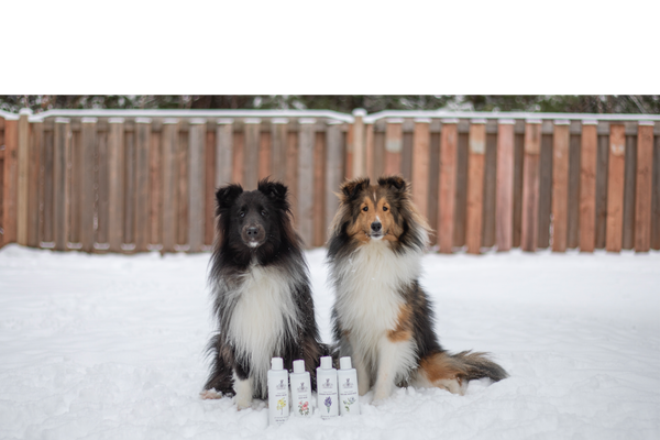 Using CBD Pet Shampoo to Boost Your Pet's Skin and Coat Health