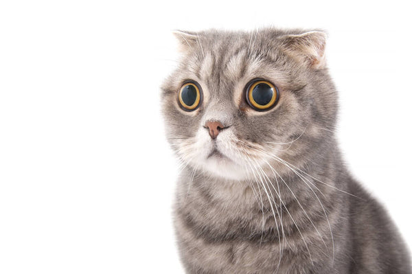 What Is Hemp? Is CBD Good for Pets?