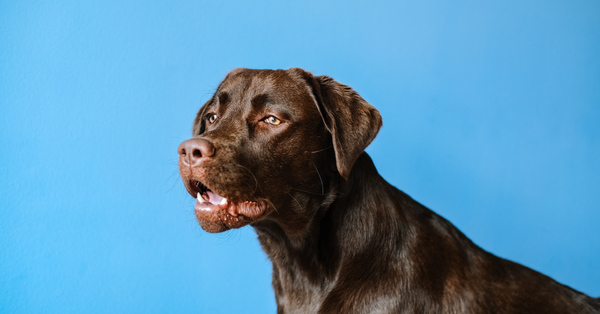 How CBD Products Can Help Your Dog OR Cat With Skin Allergies