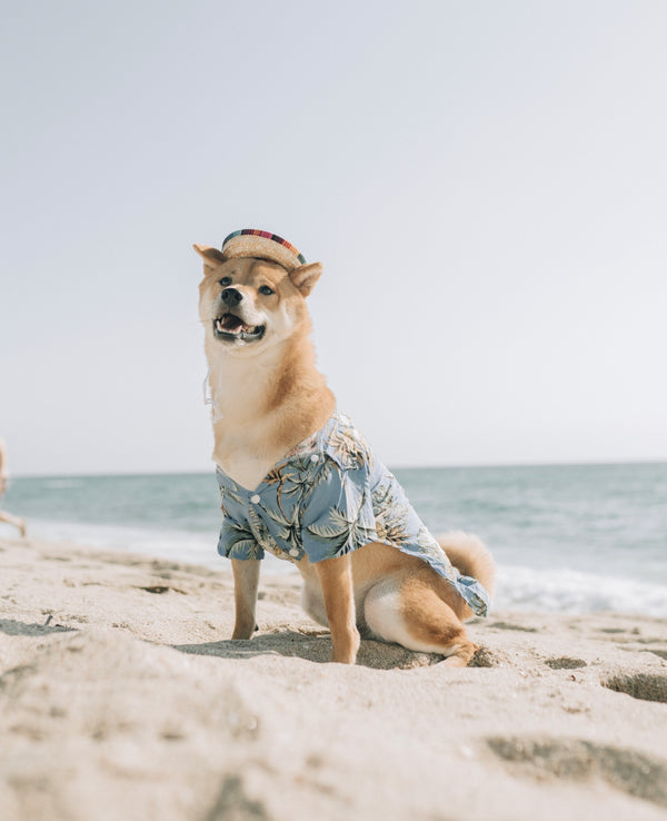 Fun Summer Activities to Enjoy with Your Dog: A Splash of Adventure and Refreshment!