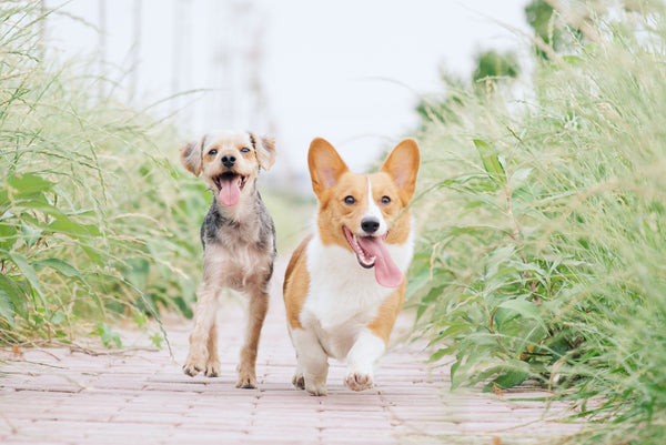 Dog Nutrition for a Healthy Coat