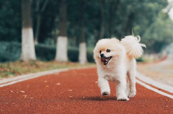 dog happy after grooming