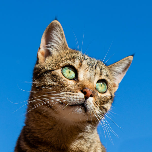 CBD Dosage for Cats