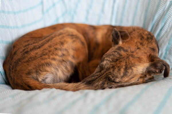 How CBD Oil Can Help Your Pet With Separation Anxiety