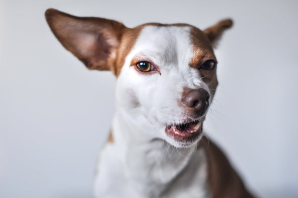 How Much CBD Oil Should I Give My Dog?