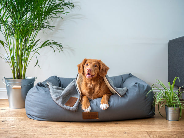 Top 7 Dangerous Foods For Dogs