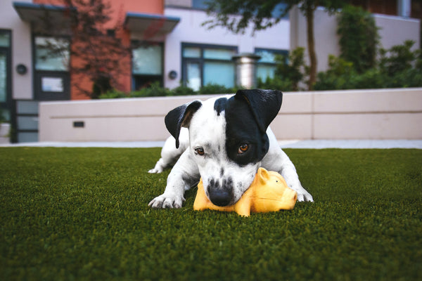Pain Medication For Dogs