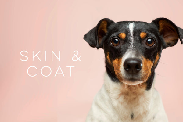 Signs Your dog Is Suffering From Seasonal Allergies