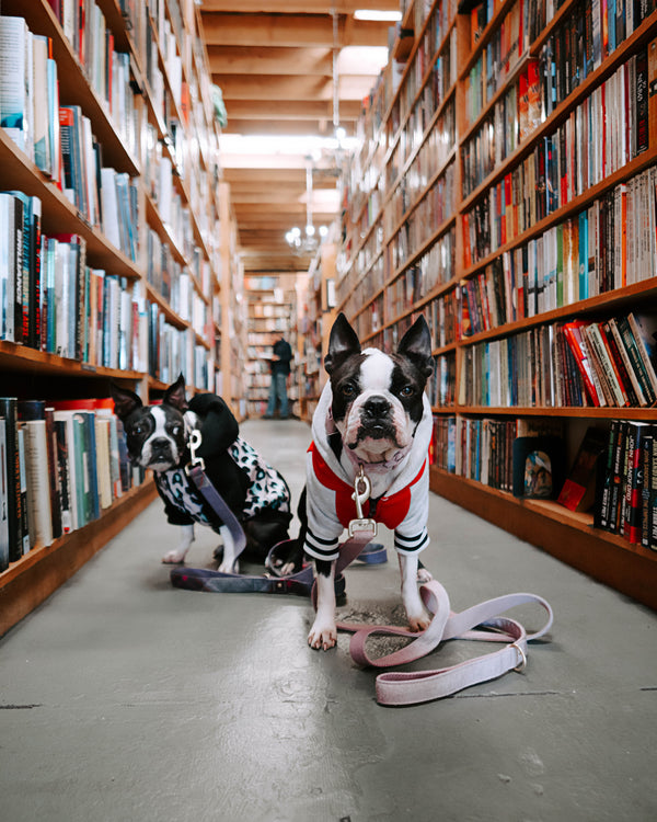 The Basics to Buying Great CBD Products For Your Pet