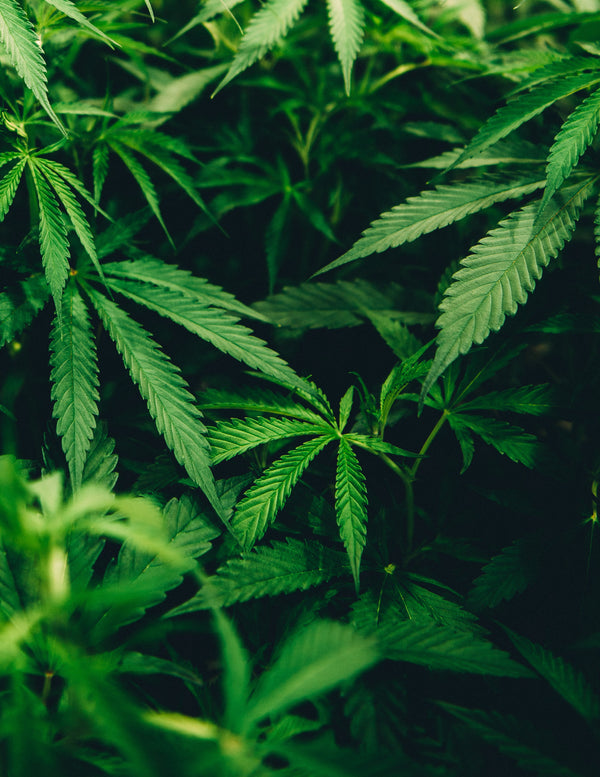 Should You Worry About The Side Effects Of CBD Oil For Your Pets?