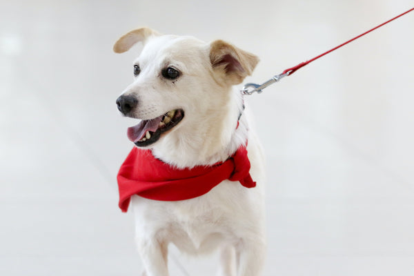 Leash reactivity and Training?? Read this blog!