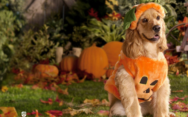 The Best Dog Costumes Online for Halloween 2022