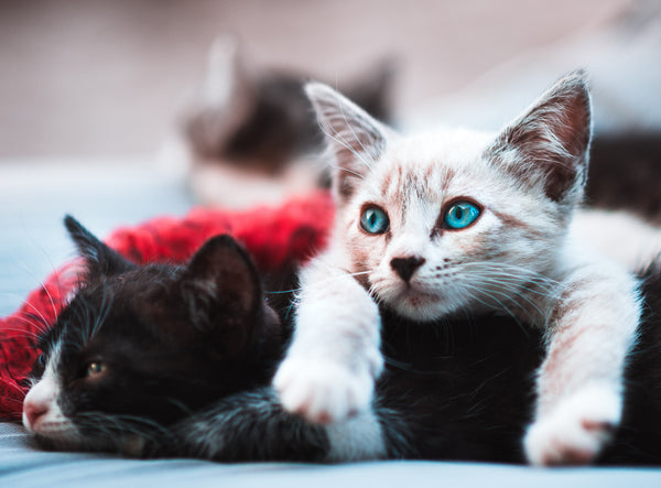 BEnefits of CBD Oil for Cats