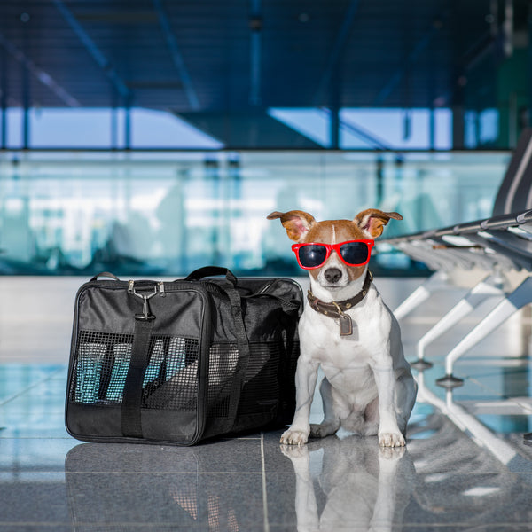 Traveling With CBD Products For Your Pets?