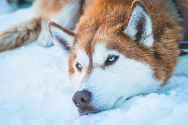 CARING FOR SIBERIAN HUSKIES AND CBD OIL FOR SIBERIAN HUSKIES