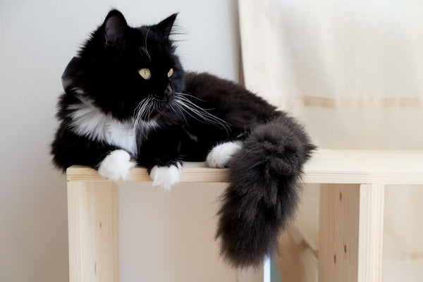 Vet Recommended Petals and Tails CBD Oil Droppers
