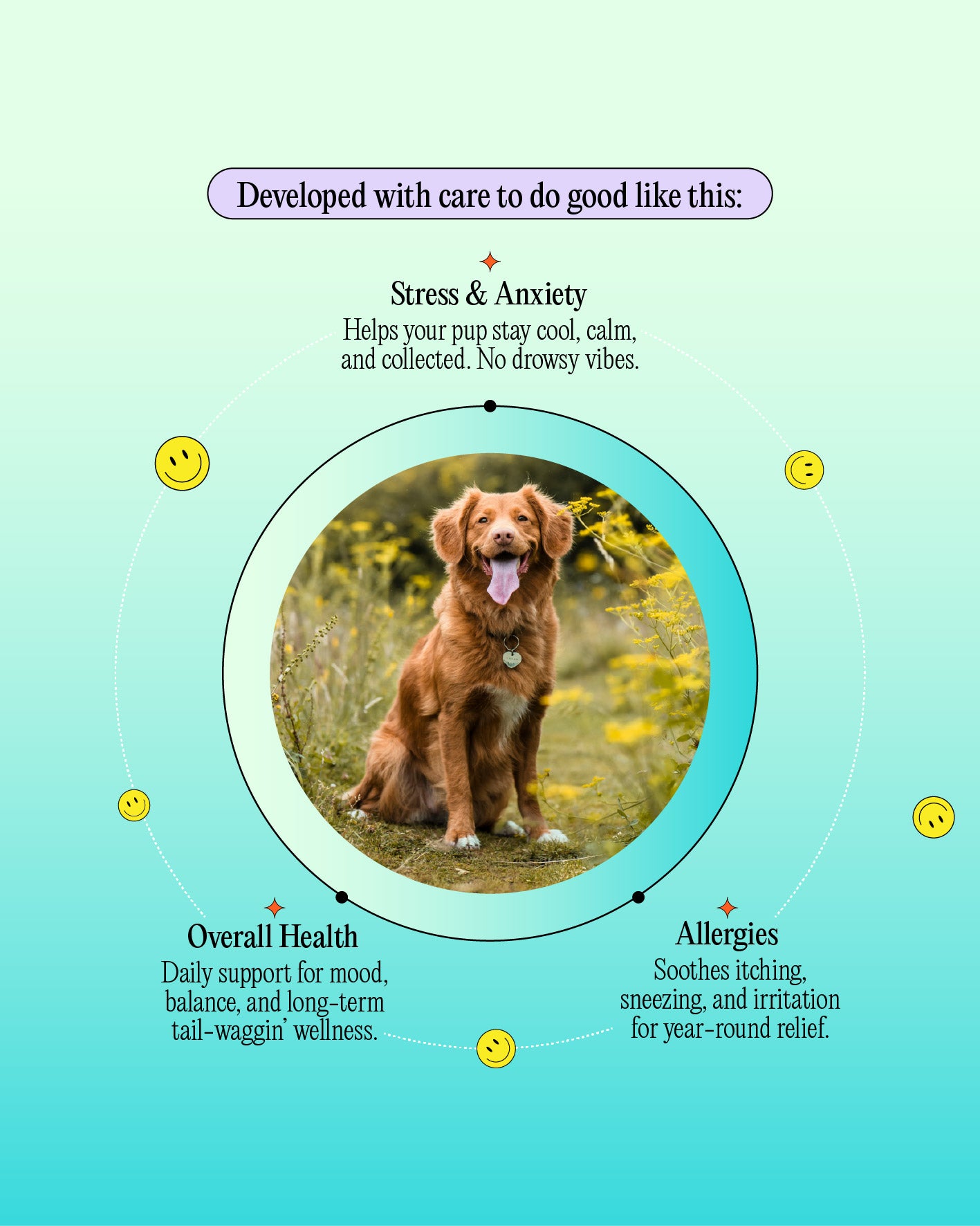 1000mg Calming CBD Oil - For Dogs 50lbs +