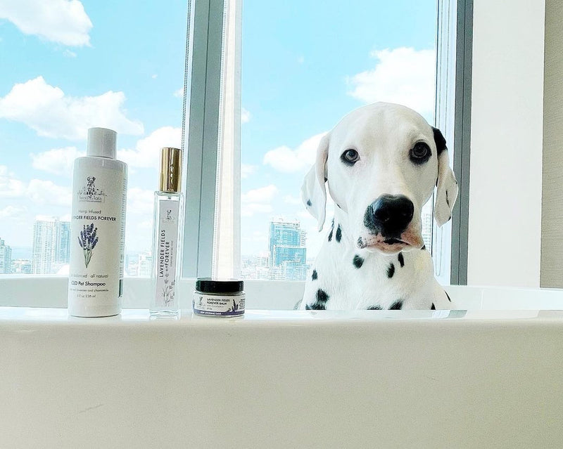 Lavender Fields Forever Hydrating After Bath Misting Spray