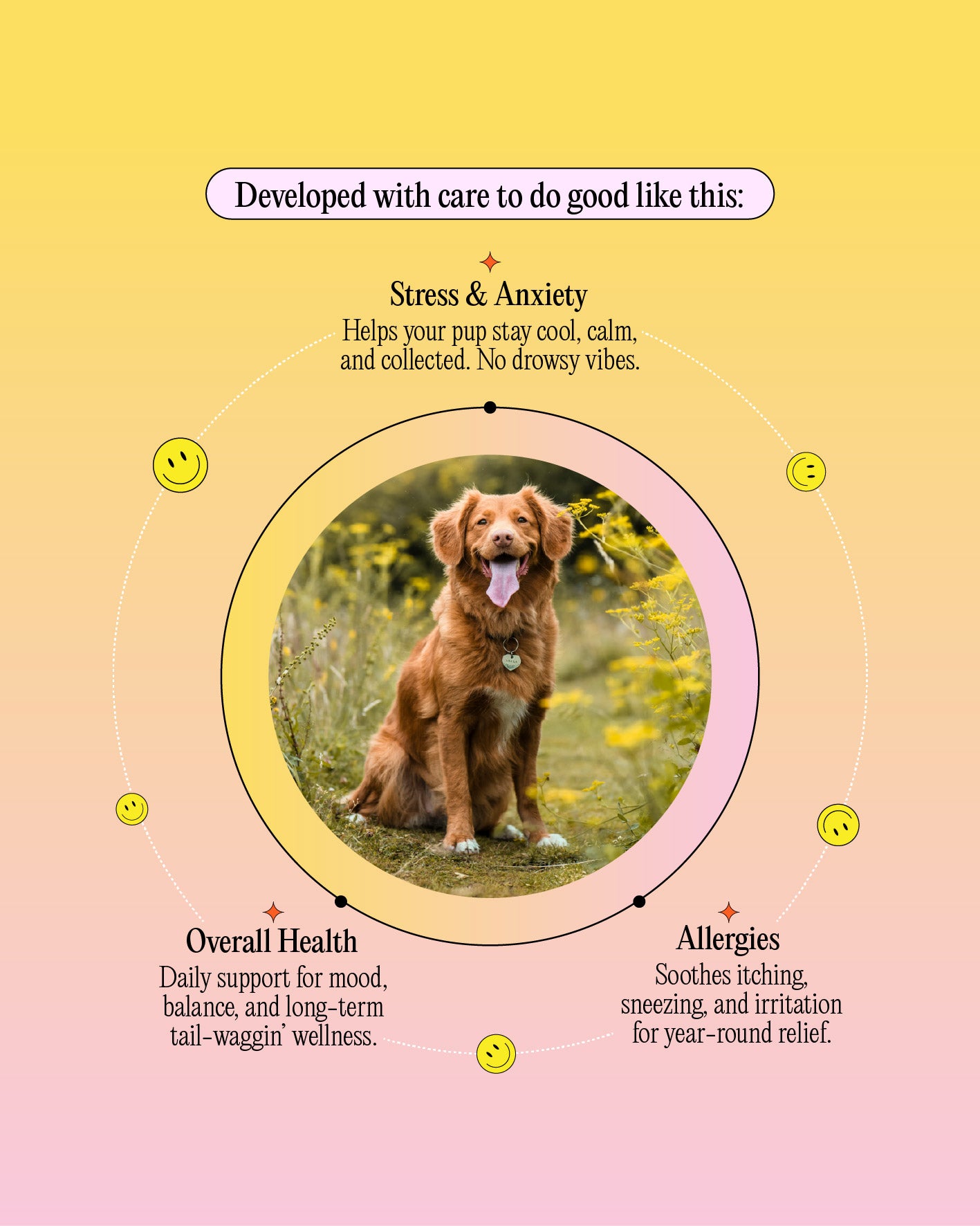 500mg Calming CBD Oil - For Dogs From 25-50lbs