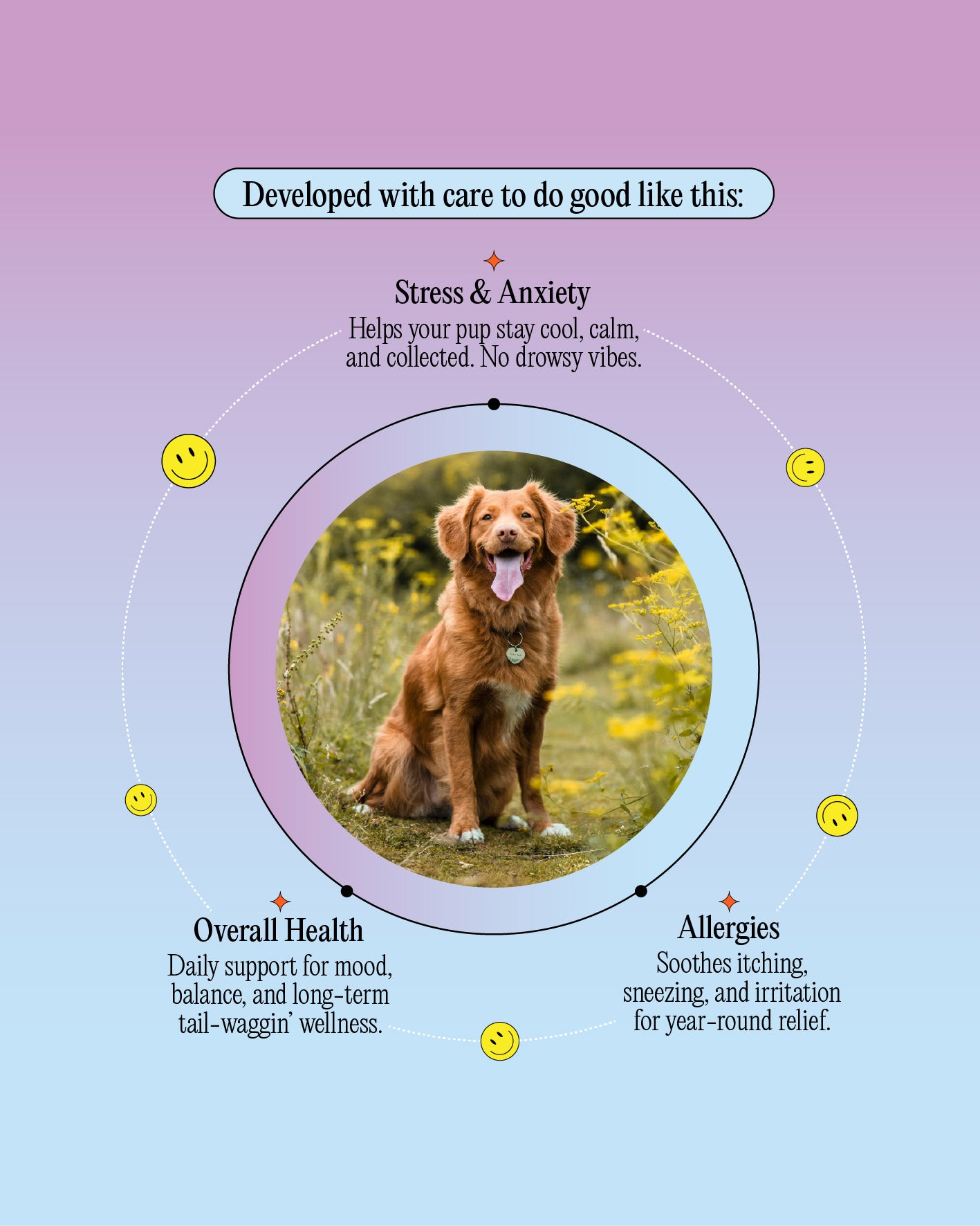 250mg Calming CBD Oil - For Dogs Up To 25lbs